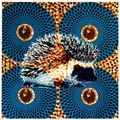 Don't Buy African Hedgehogs (ALL PROFIT WILL BE DONATED TO CHARITY)