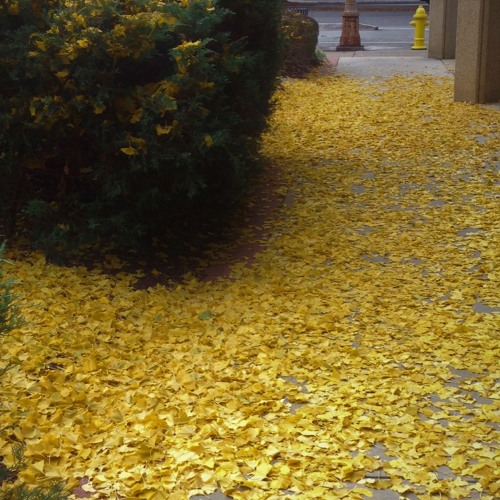 Drift by Dusboblaze (Sunday Leaves)