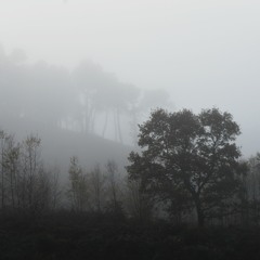 The Oak in the Mist