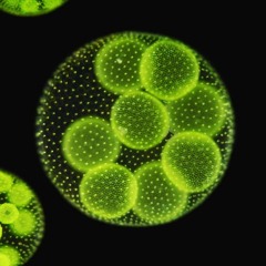 biofuel