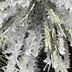 Visions Of The Future (Ambient Drone)