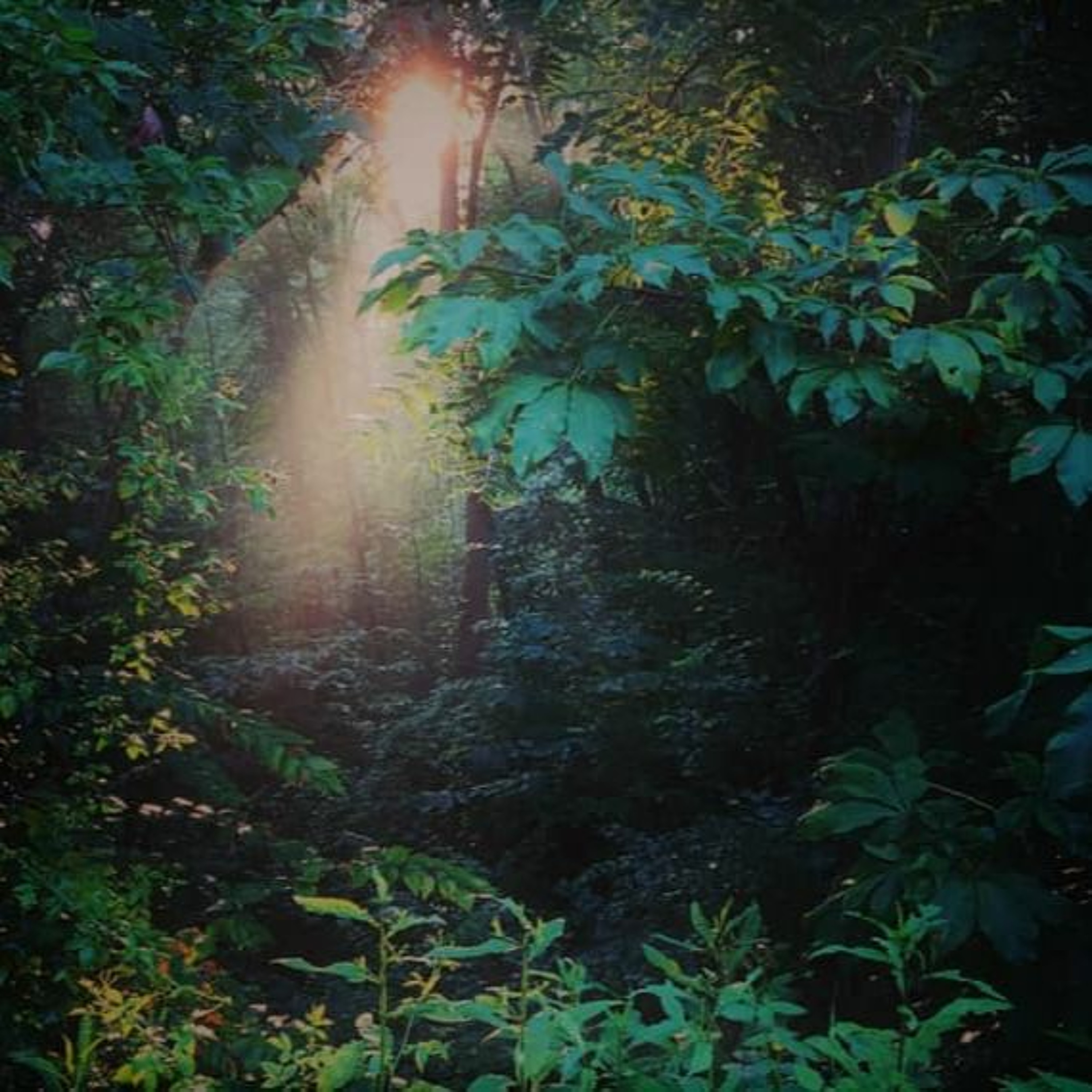 "Three Great Gardens" (11-17-19) episode artwork