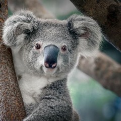 Pet Koala