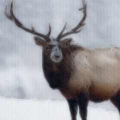 The Elk In Winter