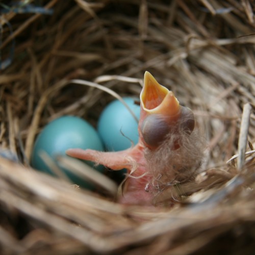 Elevate Every Room with the Calm Power of This Timeless Egg Blues