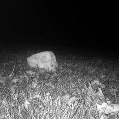 LOVE (ft. tasha & melo)