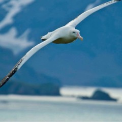 Albatross - Fleetwood Mac cover