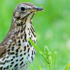 Horny Orni - Der Erotische Vogelpodcast - Folge 3 Die Singdrossel