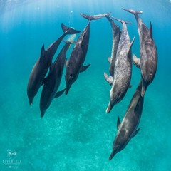 Following Dolphins - Najwa Nimri