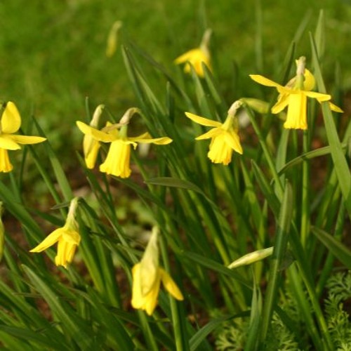 Stream episode The Daffodil Symbol and Medicine by Royal College of