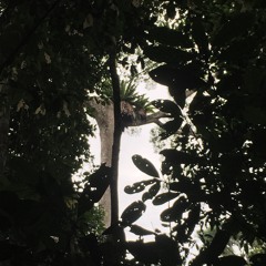 Borneo Gibbons Close to River