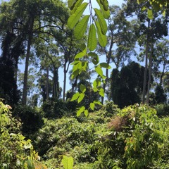 Borneo Soundscapes