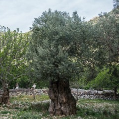 Şehit Argeş- Dara Jînê
