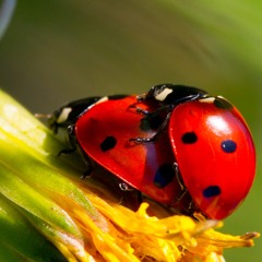 Getting Freaky In The Shrubs