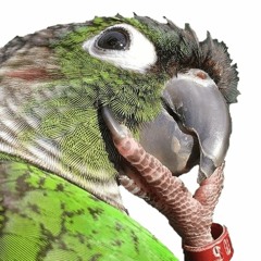 Tame Punk