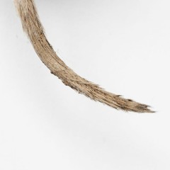 Dead Mouse