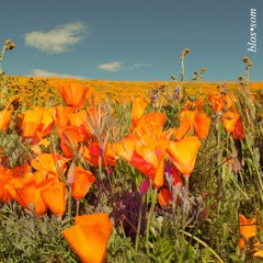 blossom (prod. Dallas Cooper)