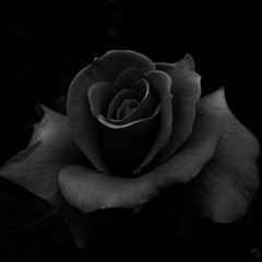 Desert Rose [flip]