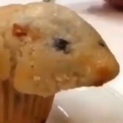 that muffin is looking awfully like a hamster