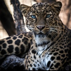 Leopard - Money Marc