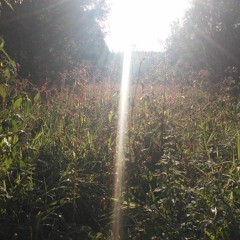 "Spiritus Sanctus vivificans"/ "Der Heilige Geist ist Leben" Hildegard von Bingen