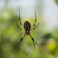 Jam 4 - Invertigogous Rockulous Octavia