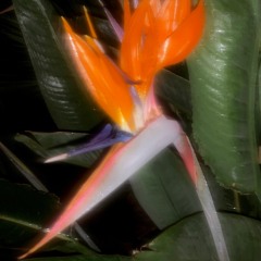 Too Hard FT. Blake Neil