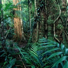 Rainforest