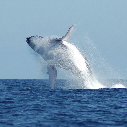 Stream La Baleine Blanche by Cheikmaninov Listen online for free on