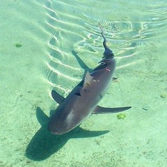 The Shark of Mother's Spring-5.wav