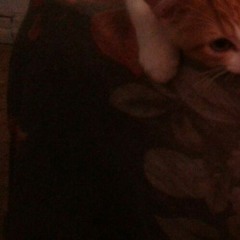 SHAMAN'S BEAT - Arábia Bolada