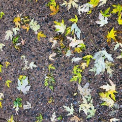 deep into fall (2019)