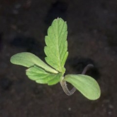 FAZ O KENNY G VERSÃO PUTARIA (MC LD MENEZES). ((DJS 2J E MAGRINHO)).m4a