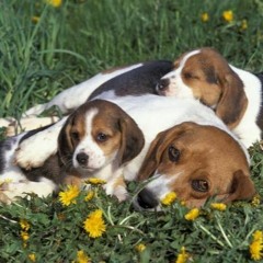 une bitch c une bitch ft.KOKAbhay