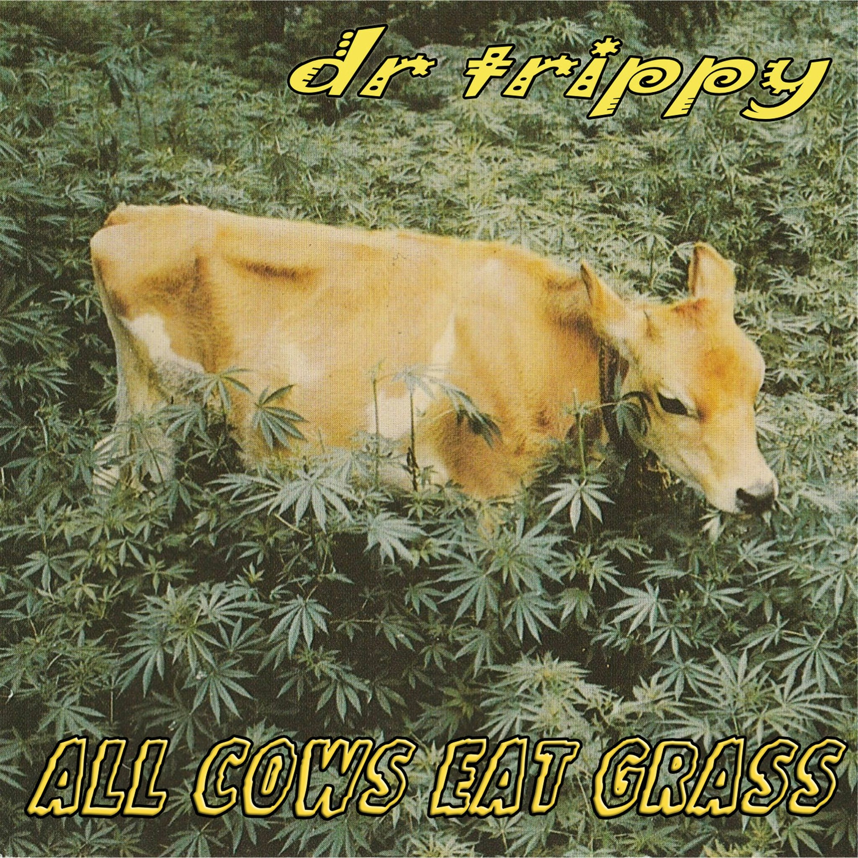 dr trippy