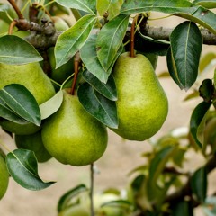 La poire, bien plus que pour la soif