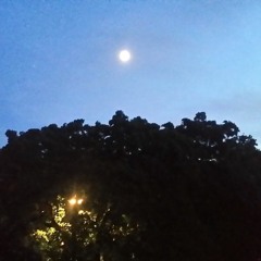 Chill & Thrill Nymphenburg Mix