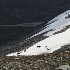Sett nerri fjæra og ser på en ræv