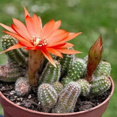 Documentaire #3 - Vernis, chômage et plantes