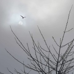 Day One (Kyuss cover)