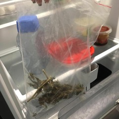 ta ligado que essa aqui é doida ne?