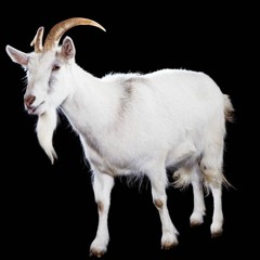 I Feel Like The Goat(prod by birdiebands) - yung milli