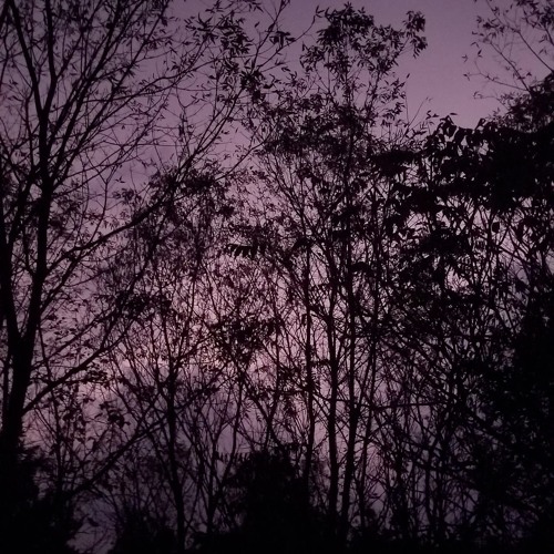 Trees