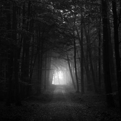 Black Forest