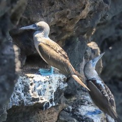 Blue-Footed Booby (Sula nebouxii)
