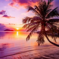 Tropical Nights