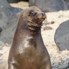 Galápagos Sea Lion