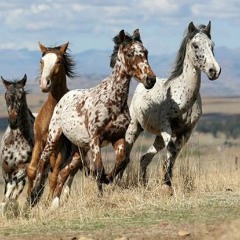 Appaloosa