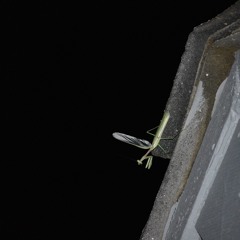 IMG 5190