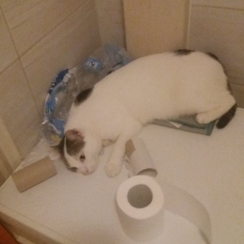 piotr przestań straszyć moje papugi